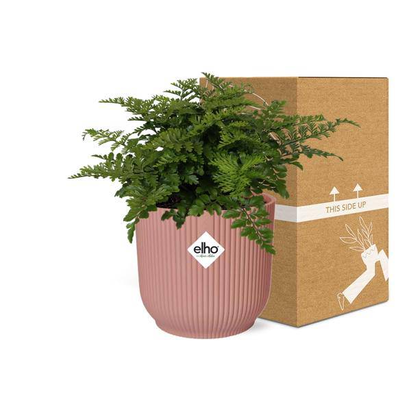 Nestfarn - Asplenium Parvati - Zimmerpflanze + Topf Vibes Fold 14cm Rosa