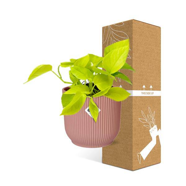 Efeutute - Epipremnum Pinnatum 'Golden Pothos' - Zimmerpflanze + Topf Vibes Fold 14cm Rosa
