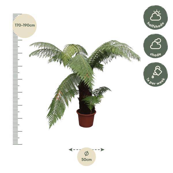 Taschenfarn - Dicksonia Antarctica - Zimmerpflanze - 180cm - ø50cm