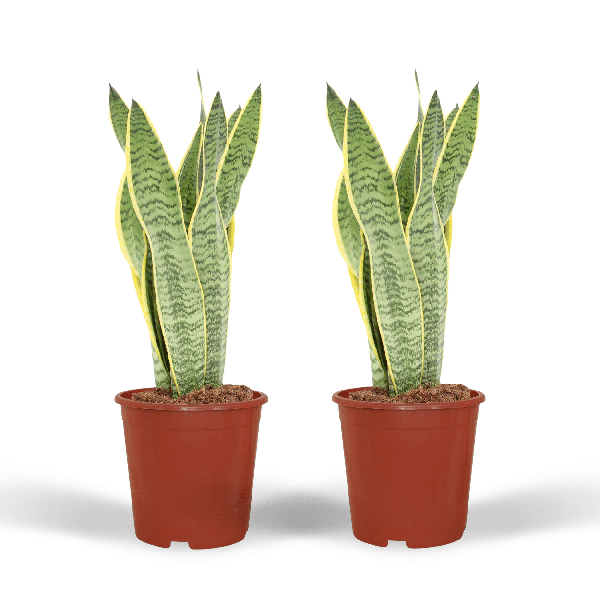Bogenhanf - Sansevieria Laurentii - Frauenzunge - 40cm - ø14cm - 2 Stück