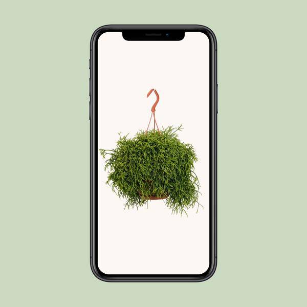 Korallenkaktus - Rhipsalis Baccifera Oasis - Zimmerpflanze - Ø17cm - ↕45cm