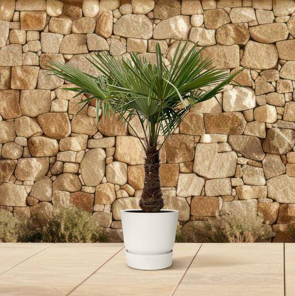 Hanfpalme – Trachycarpus 240cm – Ø45cm – XXL-Palme mit fächerförmigen Blättern – Immergrüne Kübelpflanze für Garten, Terrasse, Wintergarten & Wohnzimmer – Pflegeleicht