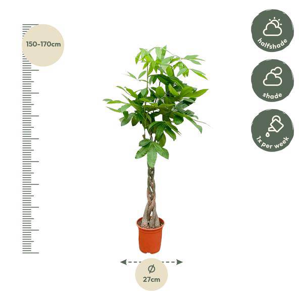 Glückskastanie – Pachira Aquatica – Zimmerpflanze 150cm – Ø27cm – Geldbaum mit geflochtenem Stamm – Exotische Grünpflanze für Wohnzimmer & Büro – Pflegeleicht