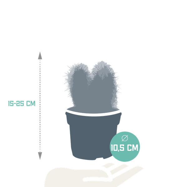 Kaktus - Cereus Mix - Zimmerpflanze - 10,5 cm - 3 Stück