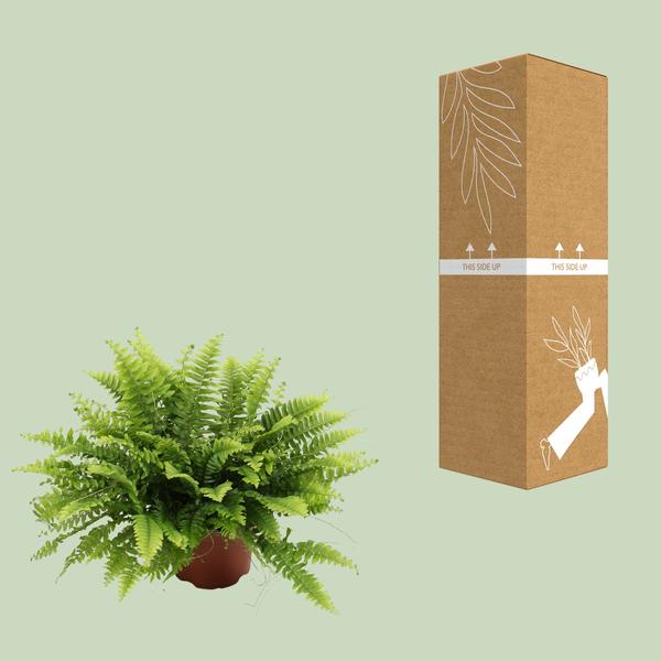 Nephrolepis Boston Green – Bostonfarn – Zimmerpflanze – Ø12cm – ↕20cm – Luftreinigende Hängepflanze für Innenräume – Pflegeleichter Farn für Wohnzimmer, Schlafzimmer & Büro