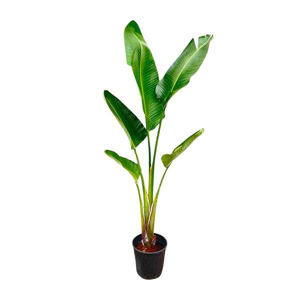 Baum-Strelitzie - Strelitzia Augusta - Zimmerpflanze - 210cm - ø30cm