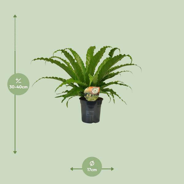 Nestfarn - Asplenium Osaka - Zimmerpflanze - Ø17cm - ↕40cm