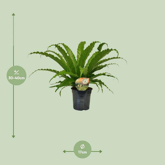 Nestfarn - Asplenium Osaka - Zimmerpflanze - Ø17cm - ↕40cm