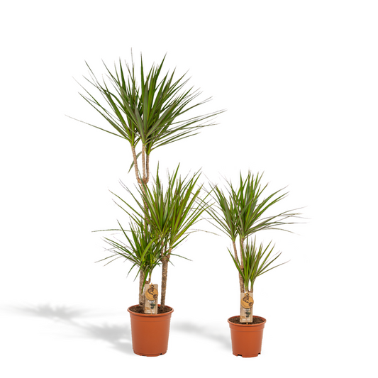 Drachenbaum Set – Dracaena – 2 Zimmerpflanzen – ↨120cm & 70cm – Ø21cm & Ø17cm – Luftreinigende Grünpflanzen – Pflegeleicht – Frisch aus der Gärtnerei