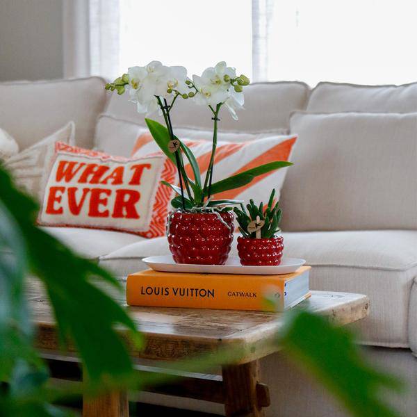 Set aus weißer Orchidee und Rhipsalis auf Bambustablett