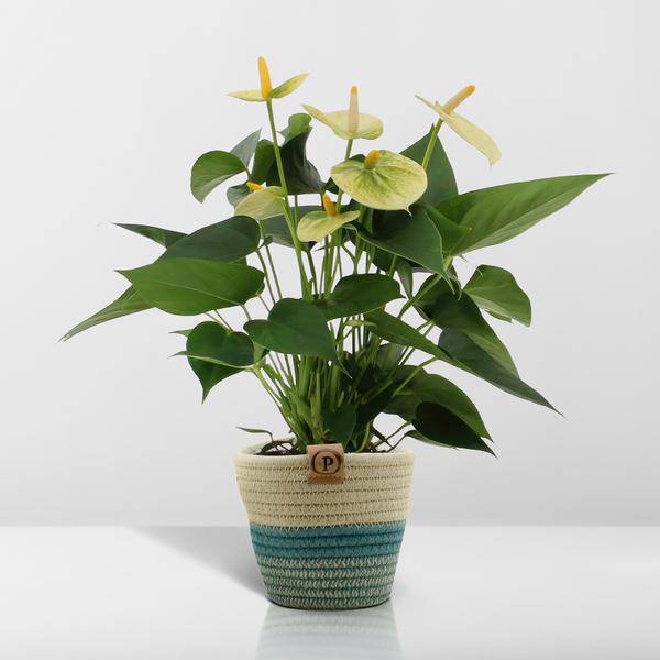 Flamingoblume - Anthurium andreanum Vanille - Zimmerpflanze + Korb Pure - 45cm - Ø12cm