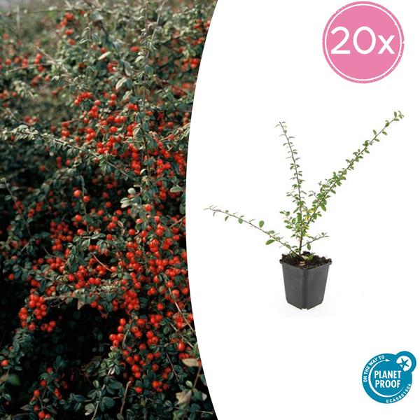 Teppichmispel Cotoneaster suec. 'Coral Beauty' – ↕10-25cm – Ø9cm – 20 Pflanzen – Bodendecker & niedrige Hecke – Winterhart – pflegeleicht