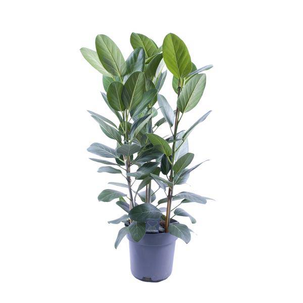 Banyanbaum - Ficus Audrey - Zimmerpflanze - Ø27cm - ↕105cm - 3 Stück