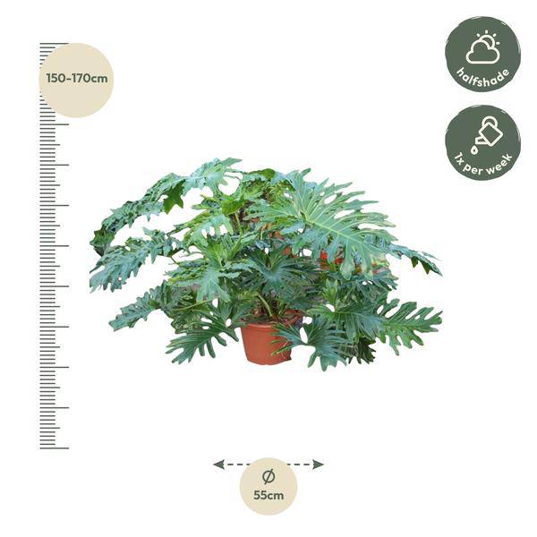 Baumfreund - Philodendron Bipinnatifidum Cum Laude - Zimmerpflanze - 160cm - ø55cm