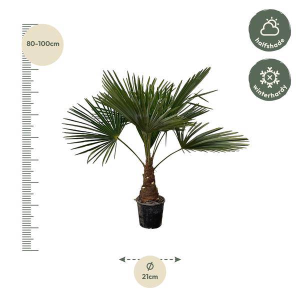 Hanfpalme – Trachycarpus 100cm – Ø21cm – Immergrüne Palme mit fächerförmigen Blättern – Exotische Kübelpflanze für Garten, Terrasse, Wintergarten & Wohnzimmer – Pflegeleicht