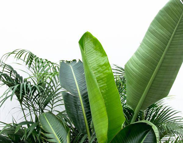 Vorteilspaket XXL - Kentia 200 cm, Strelitzia Nicolai 225 cm, Areca 200 cm