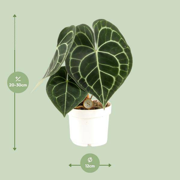 Herzblattblume - Anthurium Clarinervium - Zimmerpflanze - Ø12cm - ↕30cm