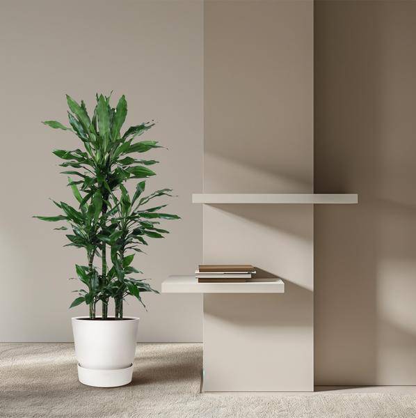 Drachenbaum - Dracaena Janet Lind Karussell - 140 cm - ø31cm