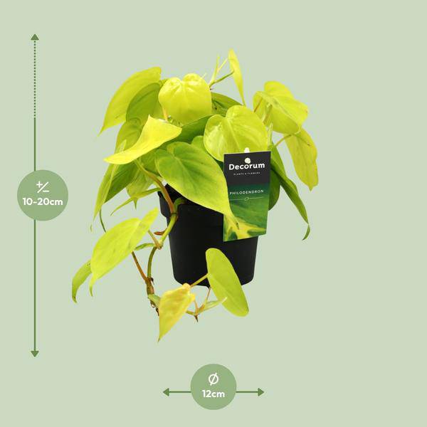 Baumfreund - Philodendron Lime - Zimmerpflanze - Ø12cm - ↕20cm