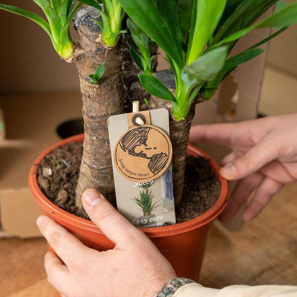 Palmlilie Yucca – Robuste Zimmerpflanze – Ø17cm – Höhe 90cm – Luftreinigend & Pflegeleicht – Perfekt für helle Standorte
