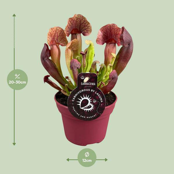 Sarracenia Catesbaei – Fleischfressende Zimmerpflanze – Ø12cm Topf – 23cm Höhe – Pflegeleicht & Dekorativ