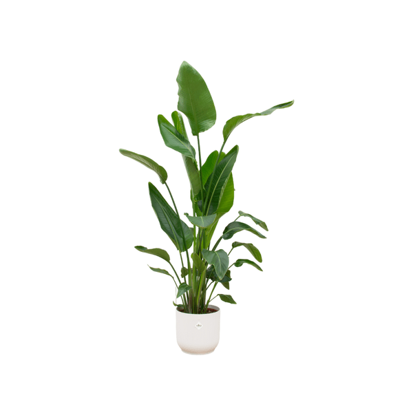Strelitzia Nicolai - Baum-Strelitzie - Zimmerpflanze + Topf Vibes Fold Rund Weiß - Ø30cm - 160cm