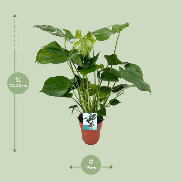 Monstera Deliciosa – Köstliches Fensterblatt – Zimmerpflanze – Ø19cm x ↕60cm – Tropische Zimmerpflanze mit fenestrierten Blättern – Luftreinigend & pflegeleicht