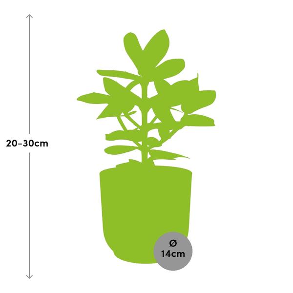 Balsamapfel Clusia Princess – Autogrammbaum – Zimmerpflanze inkl. Ziertopf Vibes Fold Rosa Ø14cm – Dekorative Grünpflanze mit dicken Blättern – Pflegeleicht & luftreinigend – Für Wohnzimmer & Büro