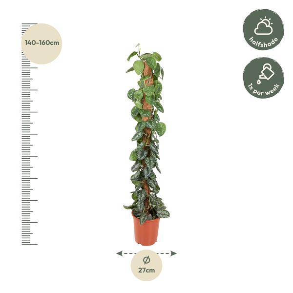 Efeutute - Epipremnum Pictus Trebie - Moos Stock - 150cm - ø27cm