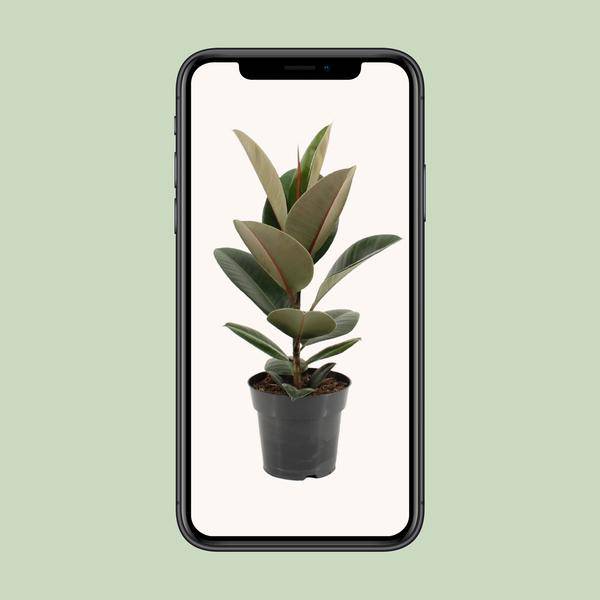Gummibaum - Ficus Elastica Robusta - Zimmerpflanze - Ø17cm - ↕55cm