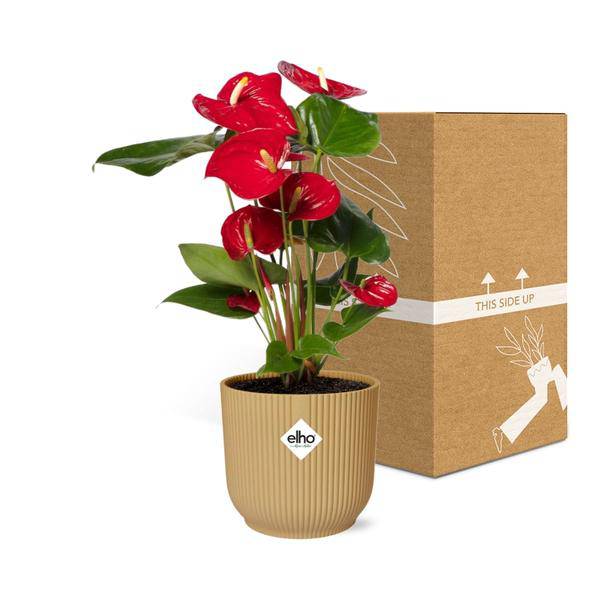Flamingoblume Anthurium Rot â 12cm Zimmerpflanze inkl. Ziertopf Vibes Fold Gelb Ă14cm â Tropische Pflanze mit roten HochblĂ€ttern â Pflegeleicht & dekorativ â FĂŒr Wohnzimmer & BĂŒroÂ