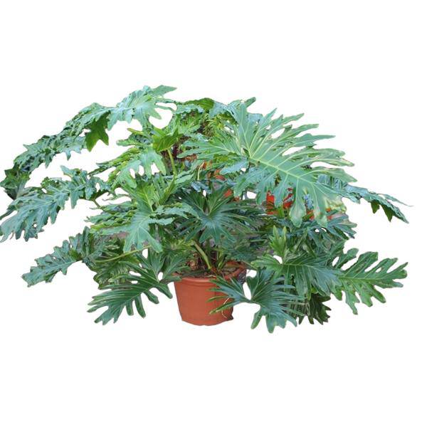 Baumfreund - Philodendron Bipinnatifidum Cum Laude - Zimmerpflanze - 160cm - ø55cm