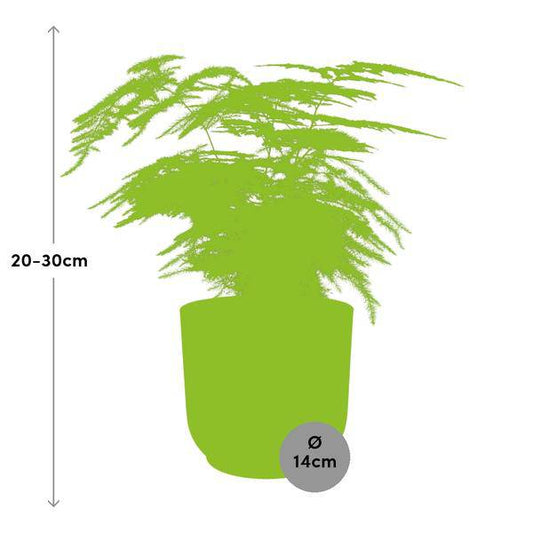 Feder-Spargel Asparagus Setaceus 'Plumosus' – Zimmerpflanze inkl. Ziertopf Vibes Fold Gelb Ø14cm – Elegantes federartiges Laub – Pflegeleicht & dekorativ – Für Wohnzimmer & Büro