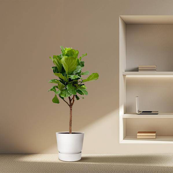 Geigen-Feige – Ficus Lyrata – Zimmerpflanze 180cm – Ø30cm – Trendige Designpflanze mit großen geigenförmigen Blättern – Exklusive Kübelpflanze für Wohnzimmer, Büro & Wintergarten – Pflegeleicht