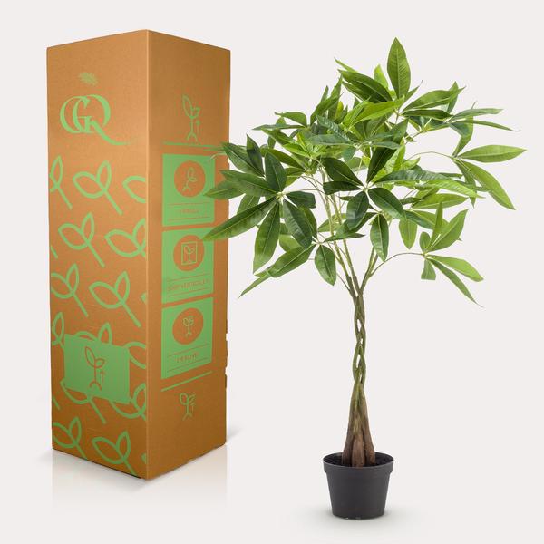 Geldbaum Pachira Aquatica – Künstliche Zimmerpflanze – ↕90 cm – Realistischer Doppelstamm & große glänzende Blätter – Pflegefrei