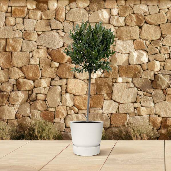 Echter Lorbeer - Laurus nobilis - 210cm - ø40cm