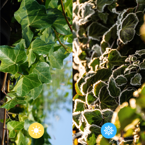 Hedera Hibernica Efeu – gestäbt – Höhe 80–100cm – Immergrüne Kletterpflanze für Hecke, Sichtschutz & Gartenbegrünung
