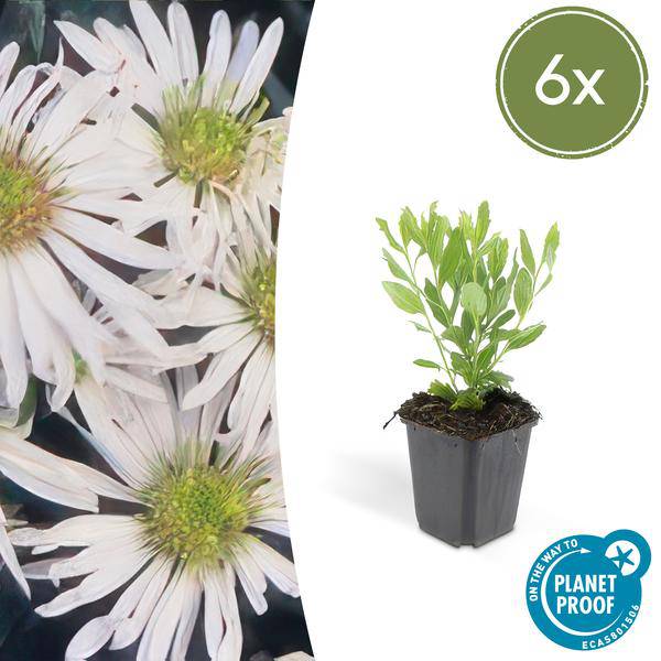 Wildaster- Aster ageratoides 'Ashvi' - ↕10-25cm - Ø9cm - 6 Stück