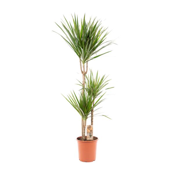 Drachenbaum Dracaena Marginata – Zimmerpflanze – Ø21cm x ↕120cm – Tropische Grünpflanze mit luftreinigender Wirkung – Pflegeleicht – Ideal für Wohnzimmer & Büro