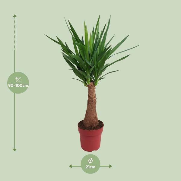 Palmlilie - Yucca - Maya-Baum - mehrstielig - Zimmerpflanze - Ø21cm - ↕100cm