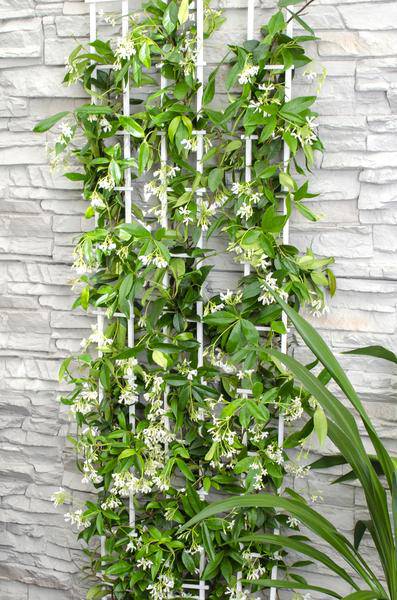 Sternjasmin Trachelospermum 'Star of Venice' – Weiß – Immergrüne Kletterpflanze – ca. 65cm Höhe – Duftender mediterraner Jasmin für Terrasse & Balkon