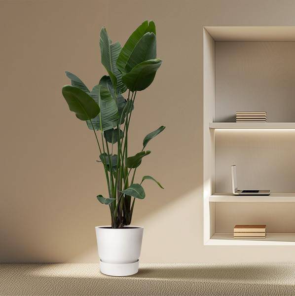 Strelitzia Nicolai – Baumstrelitzie – Zimmerpflanze 250cm – Ø50cm – Weißer Paradiesvogel mit großen grünen Blättern – Exotische Zimmer- & Kübelpflanze – Für helle Innenräume
