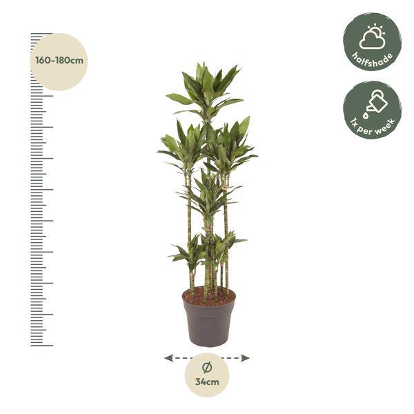Drachenbaum - Dracaena Janet Lind Karussell - Zimmerpflanze - 170cm - ø34cm