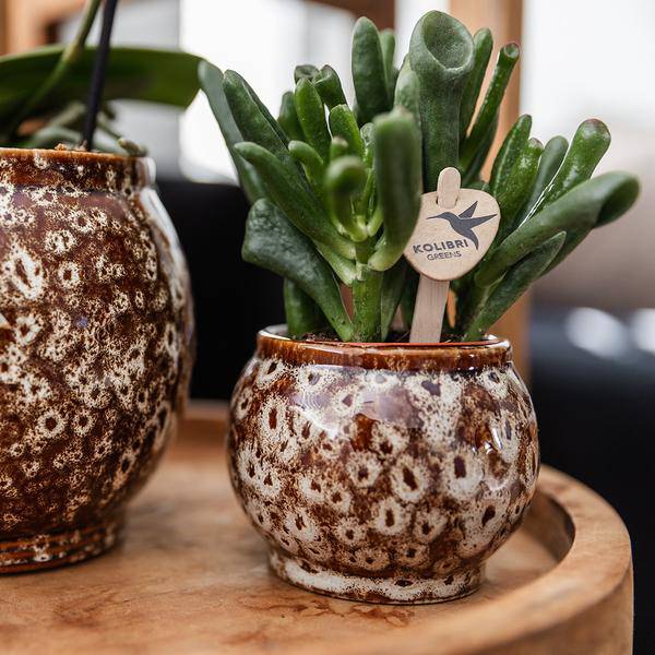 Geschenkset „Untamed Nature“ – Phalaenopsis Orchidee Rot & Sukkulenten – Inkl. 3 Keramik-Ziertöpfe – Pflanzenset mit Dekotieren – Perfekt als Geschenk & Deko-Highlight