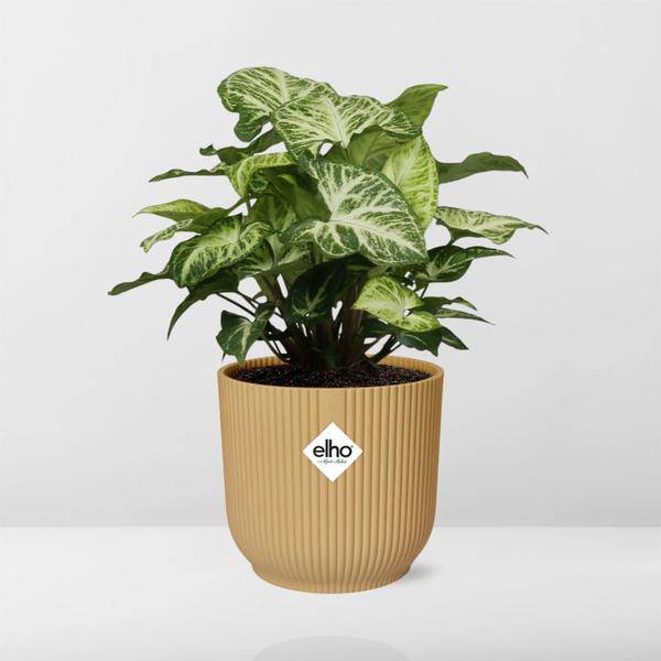 Purpurtute - Syngonium Arrow - Zimmerpflanze + Topf Vibes Fold 14cm Gelb