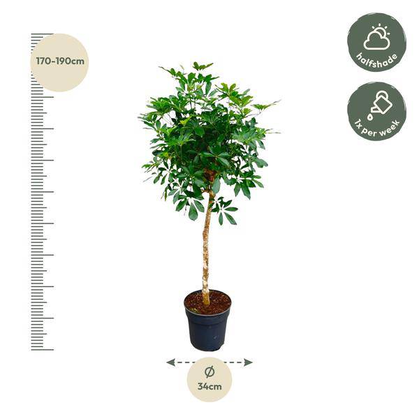 Strahlenaralie - Schefflera auf Stiel - Zimmerpflanze - 170cm - ø35cm