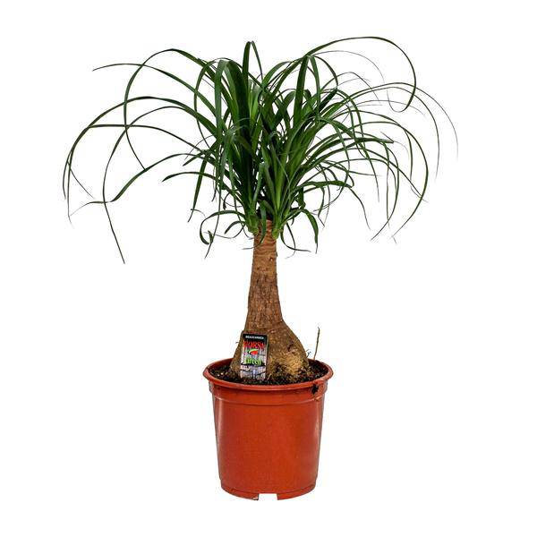 Elefantenfuß - Beaucarnea Nolina - Zimmerpflanze - Ø19cm - ↕60cm
