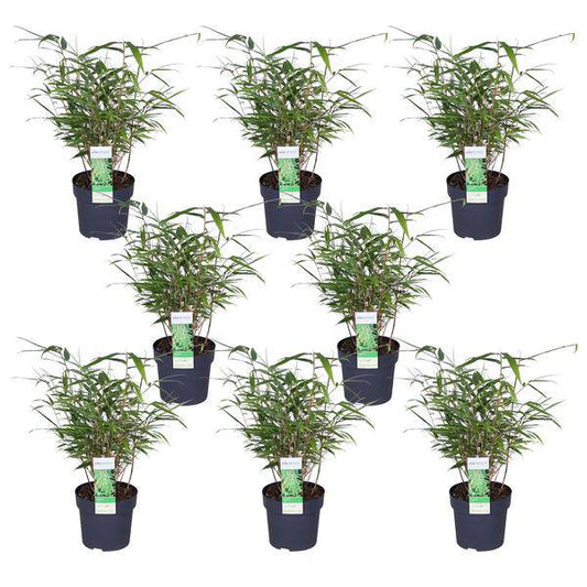 Schirmbambus Fargesia rufa – 8er-Set – ca. 40cm hoch Ø14cm – Immergrüner, horstbildender Bambus – Für Sichtschutz, Balkon & Garten