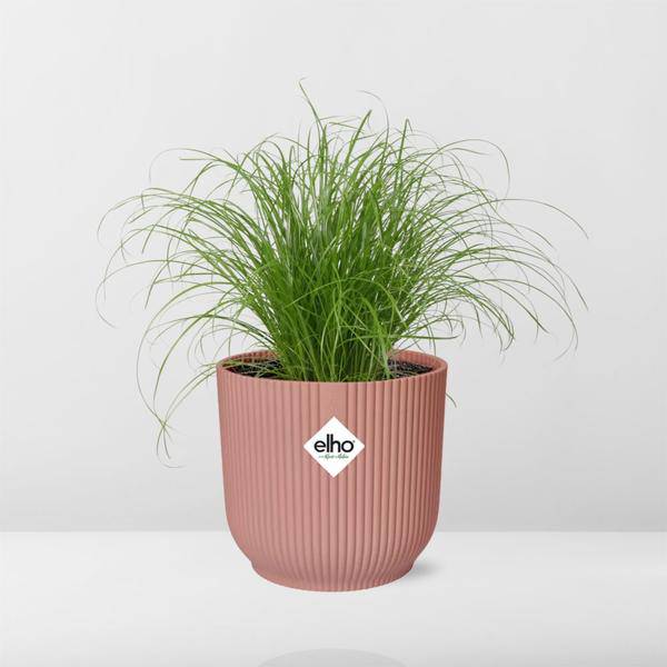 Wechselblättriges Zyperngras - Cyperus Alternifolius Zumula - Zimmerpflanze + Topf Vibes Fold 14cm Rosa
