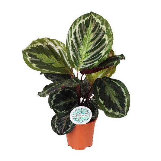 Korbmarante (Calathea Medaillon) – Zimmerpflanze im Ø14cm Topf – ca. 45cm hoch – Exotische Blattpflanze mit lebhaften Mustern – Pflegeleicht im Halbschatten